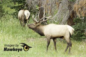 Bull Elk at Rocky Mountain National Park.