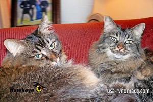 We cohabitate with our two cats, Emma and Ashley which makes RVing with your pets more enjoyable.