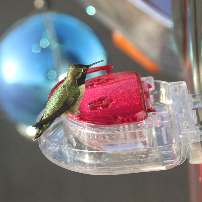 Hummingbird at Voyager RV Resort.