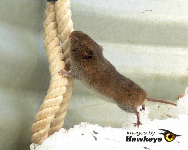 A mouse climbs a rope -how to keep mice out of an RV.
